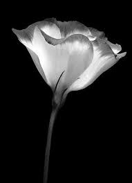Black And White Objects Black Objects Google Search Black And White Flowers Black And White Pictures Black Tulips