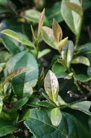 Chinalife Tea Estate Plant Leaves Tea Culture