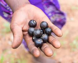 Image result for Vitex doniana