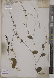 Image result for Pleurolobus tanganyikensis