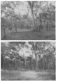 Image result for Sphaeranthus chandleri