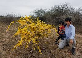 Image result for Rhigozum zambesiacum