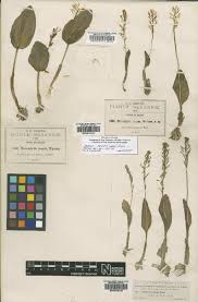 Image result for Malaxis schliebenii