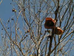 Bearing size pawpaw trees for sale at low prices. Paw Paws