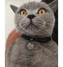 yuvarlak kedi kunyesi tasmali