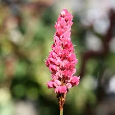 Image result for Persicaria