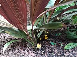 Image result for Molineria