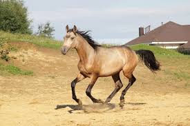 I think that is the easiest way to tell the difference between buckskin and dun. Common Horse Coat Colors The Horse