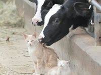The cat cow pose is the best stretch for your back pain. 35 Cats And Cows Ideas Cats Cute Animals Animals