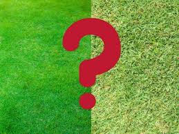 How long does it take for zoysia grass to fill in. St Augustine Vs Zoysia Which One Is Right For Your Lawn Thriving Yard