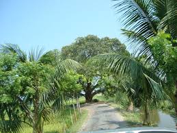 Check spelling or type a new query. Banian Tree At Nator Village Street Mapio Net