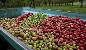 Fruits Pomme Poire Prune Cerise Raretes Varietes Rares Prospecierara
