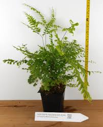 Image result for Adiantum