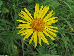 Image result for Inula