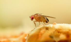 so many fruit flies in my house