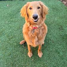 😁 Happy #TeeferTuesday! Look at Walter's precious smile with those bottom  #teef