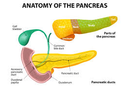 Image result for pancreas)