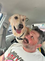 DFW Adoptable Shelter & Rescue Pets