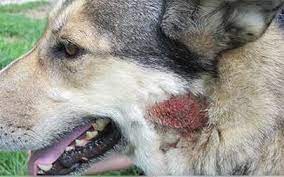 Dog Allergies Treating Itchy Skin Allergies In Dogs