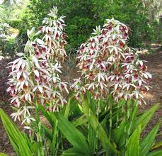 Image result for Phaius