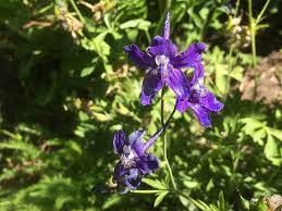 Delphinium Nuttallianum Meadow Larkspur Klamath Siskiyou Native Seeds Delphinium Larkspur Perennials