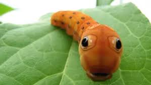 Gratis untuk komersial tidak perlu kredit bebas hak cipta. 10 Foto Ulat Bulu Tercantik Di Dunia Fashion Fimela Com