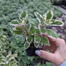 Image result for Plectranthus elegans