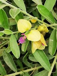 Image result for Polygala senensis