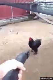 Chicken Shotgun Original Video On Make A Gif