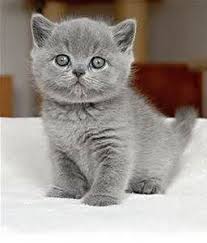 British Shorthair Cats British Shorthair Kittens British Shorthair Cats Grey Kitten