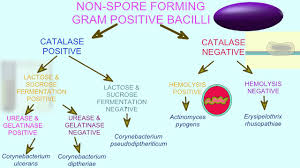 Flowchart Of Bacterial Tests Gram Positive Bacilli