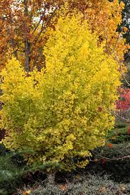Image result for Ginkgo biloba