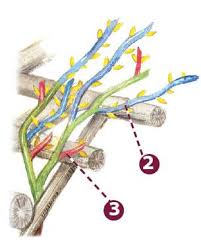 Image result for grape pruning