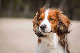Der nederlandse kooikerhondje hat einen wirklich tollen charakter. Kooikerhondje Charakter Ernahrung Pflege