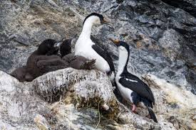 Big Black Bird With White Ring Around Neck King Cormorants Have A Glossy Black Feathering With A White Neck And Belly During The Breeding Season They Have A Black Crest On The Top Blue Rings Avian King