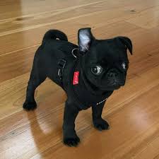 Black And Tan Pug Maybe A Slightly Wall Eyed Stuffed Animal But Still A Stuffed Animal 19 Baby Pugs So Ridiculously Cute That You Ll Pug Puppies Black Pug Puppies Baby Pugs