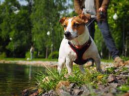 Jack Russel Terrier Mit Geschirr Und Leine Am See Russell Terrier Jack Russell Terrier Terrier