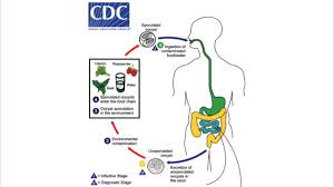 Image result for Cyclospora