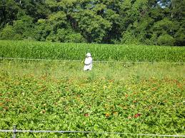 Labour market migrant worker foreign worker work permit foreign labour. Foreign Worker Wikipedia