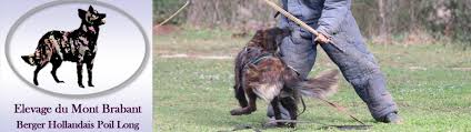 Voici 31 élevages de cette race, dont probablement certains près de chez vous. Berger Hollandais A Poil Long Du Mont Brabant Accueil