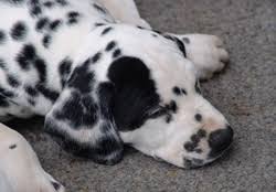 Lemon spotted dal's are quite hard to find so no low ball offers please. Dalmacademy S Dalmatians Breed Faults