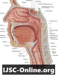 6,430 likes · 10 talking about this. Pharyngeal Apa Artinya Perbedaan 2021