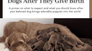Complications After Dogs Give Birth - Pethelpful