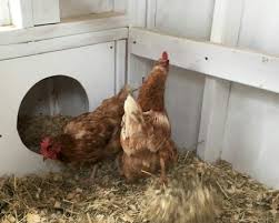 Quote Of The Day From The Chicken House To The Cathedral Ricochet