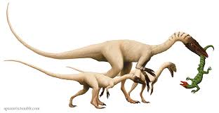 1 characteristics 2 gameplay 2.1 behaviour 3 paleontology 3.1 paleoecology 4 behind the scenes 5 gallery 6 references 7 external link one of the earliest theropods, coelophysis lived between 190 and 225 million years ago in what would become africa and north america. A Dinosaur A Day Coelophysis Bauri C Rhodesiensis C