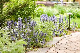 Image result for Ajuga