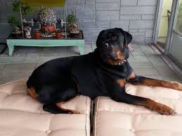 We did not find results for: My Vlad Enjoying The Florida Life He Is My Baby C C Rottweiler Lovers Rottweiler Love Rottweiler Pictures