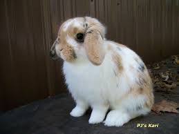 Black And White Holland Lop Bunny For Sale Tri Color Does Rabbit Colors Bunny Mom Holland Lop Bunnies