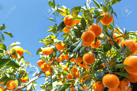 Chong calls it a wonderful tree with skin that almost falls off. Japanese Orange Satsuma On The Tree Stock Photo Picture And Royalty Free Image Image 24388200
