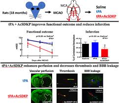 File your taxes online with us! N Acetyl Seryl Aspartyl Lysyl Proline Augments Thrombolysis Of Tpa Tissue Type Plasminogen Activator In Aged Rats After Stroke Stroke